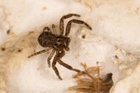 *(85560) Une araigne crabe. Une immature (Araneae - Thomisidae - Xysticus sp.)